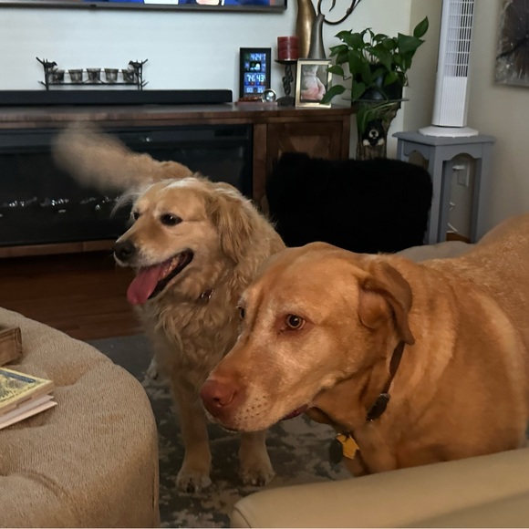 Meet your Posher, Rhonda - Picture 1 of 1